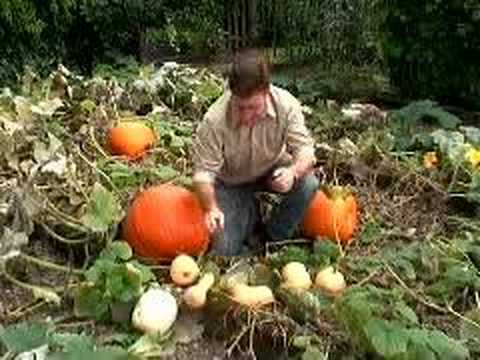 how to harvest squash and pumpkins