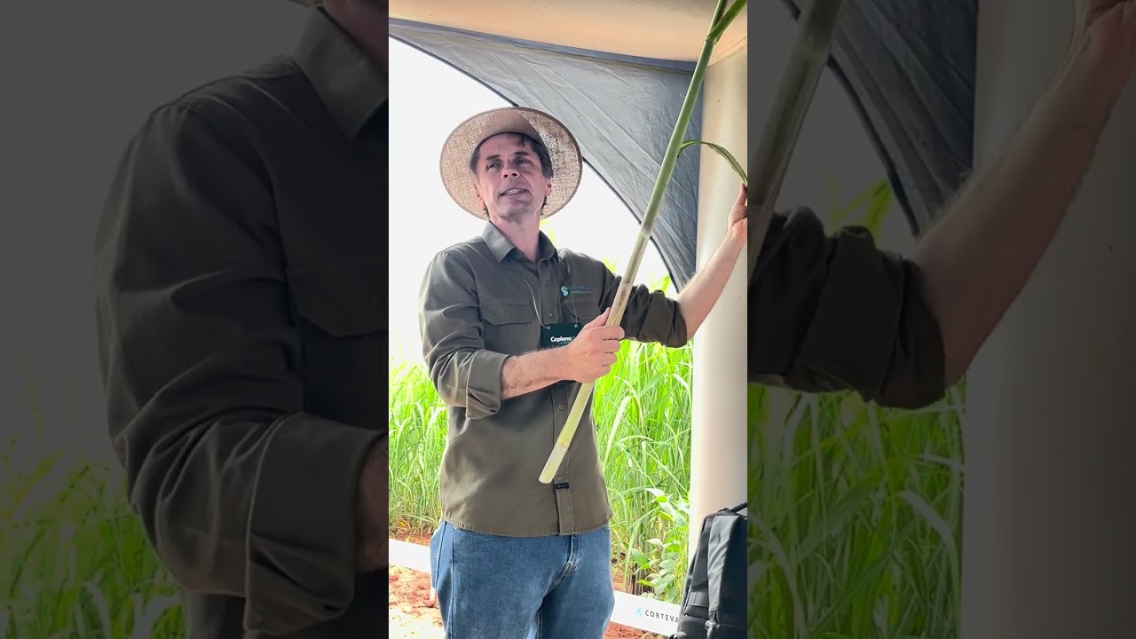 Consultor alerta para seca no Centro-Sul e defende manejo hormonal da cana