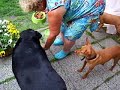 Podenco day