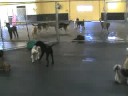 Small Dog Play