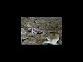 Giant Chimps Eat Termites Giant Chimps Eat Termites