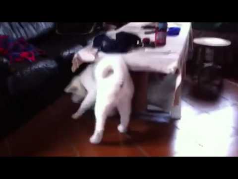Akita cucciola che si fa portare al guinzaglio da...