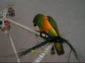 Shade the Senegal 