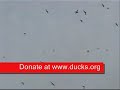 Rescue The Duck Factory Rescue The Duck Factory