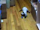 Nermal Playing Nermal Playing