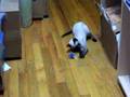 Nermal Playing