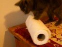 Kitten acting strangely... Kitten acting strangely...