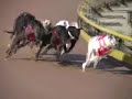 greyhound-racing-dublin.html