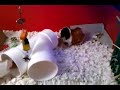 Theodore playing with paper roll