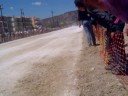 Acrata Horses Greece SingleFooting Racking Acrata Horses Greece SingleFooting Racking
