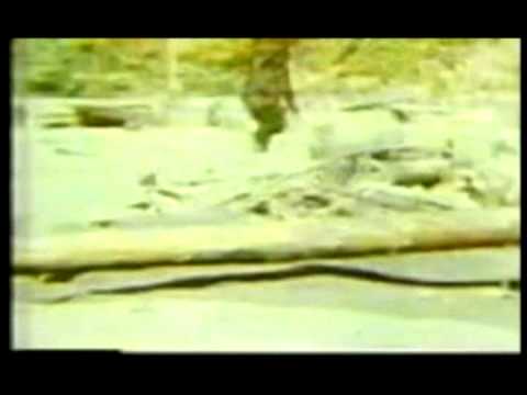 Best of Bigfoot Compilation