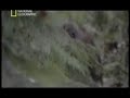 Best of Bigfoot Compilation