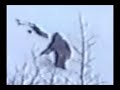 Best of Bigfoot Compilation Best of Bigfoot Compilation