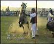 Horse Dancing in Pakistan - Awan Club Sultan HAQ BAHU (2-6)