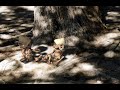 Los Peques - Gnomos de la Patagonia - Capítulo 21