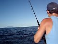 Kingfish popper bustoff Kingfish popper bustoff