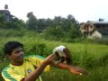 Goan Birds video Goan Birds video