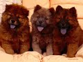 CHOW CHOW PUPPIES by Eduardo Durán Haedo CHOW CHOW PUPPIES by Eduardo Durán Haedo