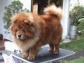 CHOW CHOW PUPPIES 
