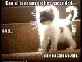 lol, cats lol, cats