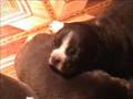 Goldsmith S litter-14days