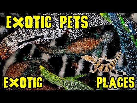 YouTube reptile video
