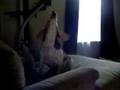 short howl