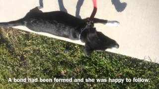 Building Love and Trust In Dogs - Refine Your K9 - San Fernando Valley - Los Angeles - Dog Training