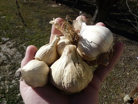 how to tell if garlic is ready to harvest