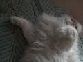 Being playful with my cat