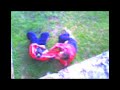 el hombre q araña