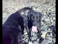 Dulcie and Luca - A Day on the Beach - Part 2