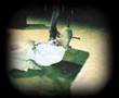 Pogodno-Spierdalacz-