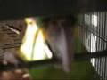 videos de Taco Scritches