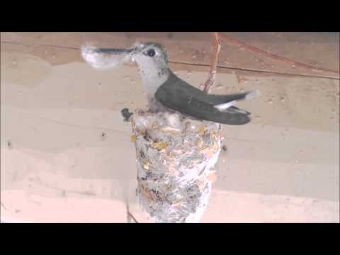 how to provide nesting material for birds