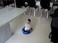 Smudge the Cat rides a Scooba Smudge the Cat rides a Scooba