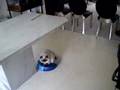 Smudge the Cat rides a Scooba