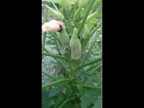 how to know when okra is ready to harvest