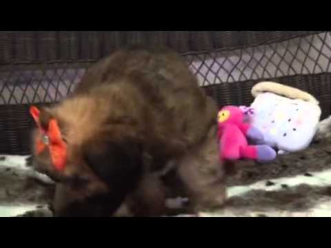 Teddy Bear, Wheaten puppy