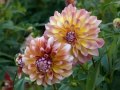 Dahlia Gardens / Dahliengarten Hamburg - 09.10.2004