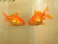 Abelino, el Goldfish y su reflejo