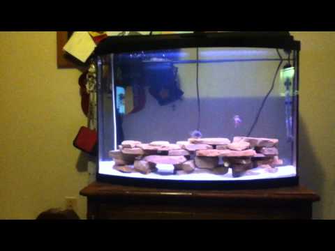 cichlid - Hey Guys, ==================================================== If I haven't subbed you, let me know and if I like your content well then consider yourself su...