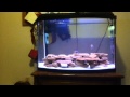 How to Aquascape a African Cichlid Fish Tank