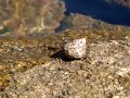 Nature hermit crab (high quality), video paguro alta qualità Nature hermit crab (high quality), video paguro alta qualità