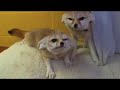 The Fennec Fox Room NUMBER 2