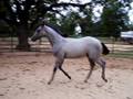 2008 Only Blue Sky Grey Colt