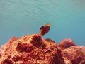 Demo of videos and pictures taken with SeaLife's new DC1200 Digital Underwater Camera. The DC1200 features 12mp, 3