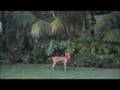 Cooper Video
