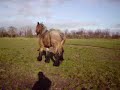Hoefbevangen paard in de wei