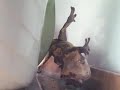 Rhacodactylus ciliatus vs. Acheta domestica